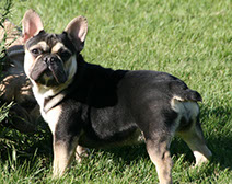Meet French Bulldog Binger our
 Black / Tan female