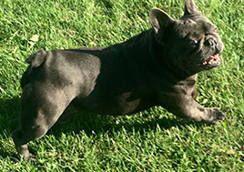 Meet French Bulldog Hopper our Solid Blue Male