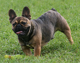 Meet French Bulldog Redford our Red Sable Male